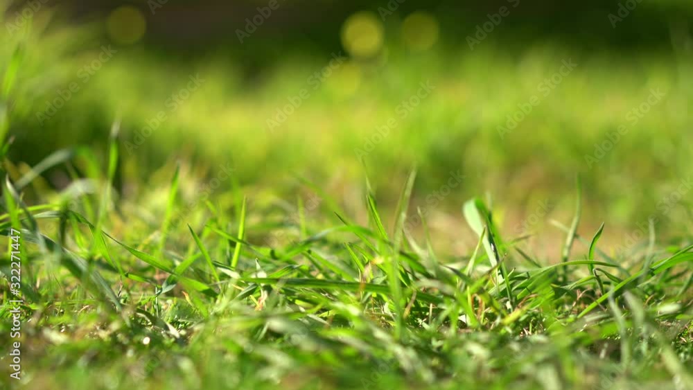 Camera Panning through Lush Green Grass on a Sunny Day Camera Panning through Lush Green Grass on a Sunny Day