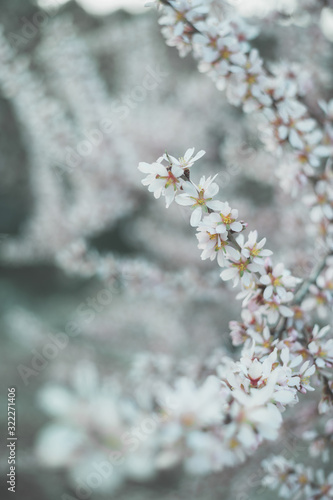 Blossom spring nature © noeliauroz