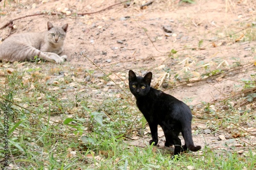 cat and dog