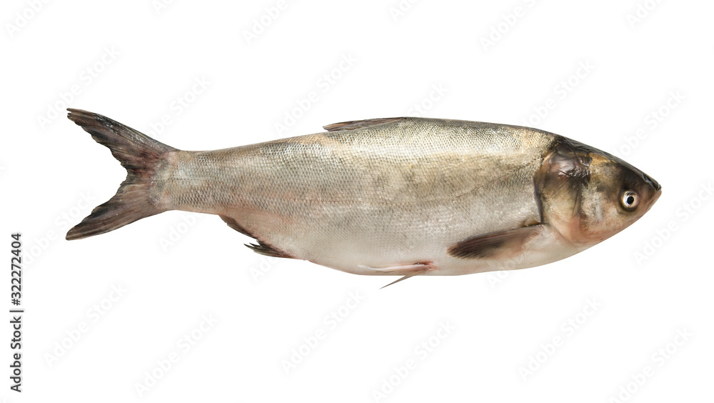 Fototapeta premium carp fish on a white background