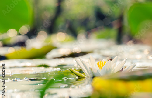 White lotus,Lotus flower of Buddha.