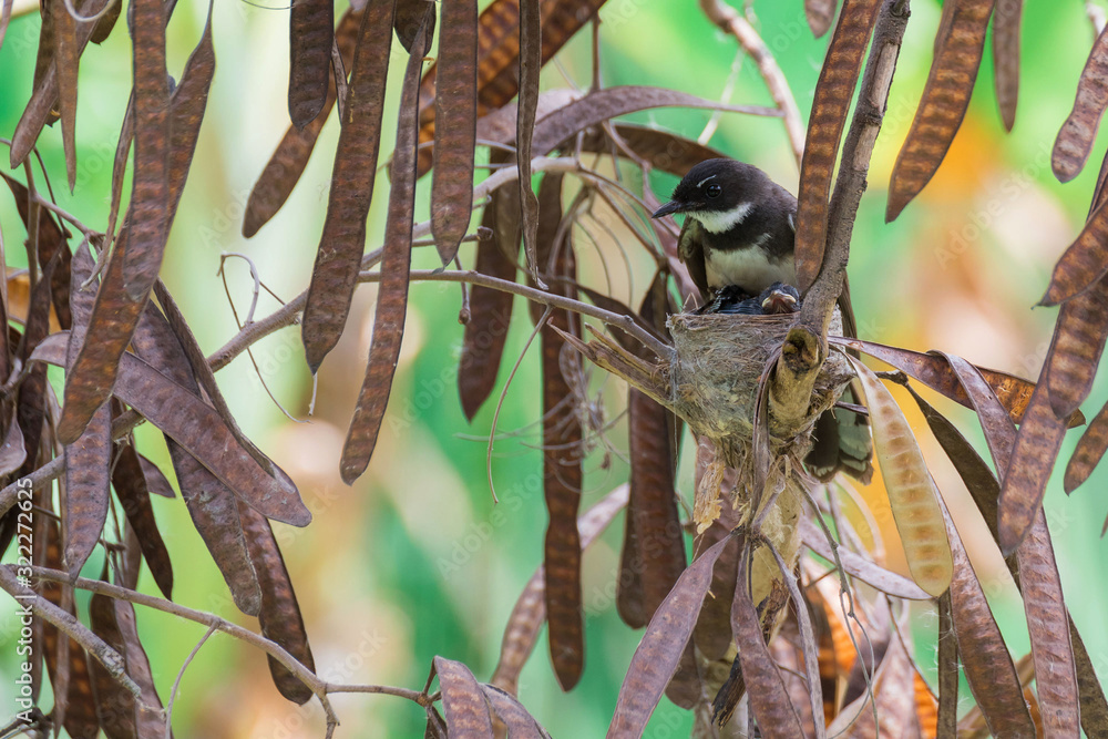 Fototapeta premium Baby birds In Nest (White-throated Fantail Flycatcher)