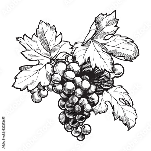 Grapes cluster with leaves. Ink style black and white drawing isolated on white background. EPS10 vector illustration