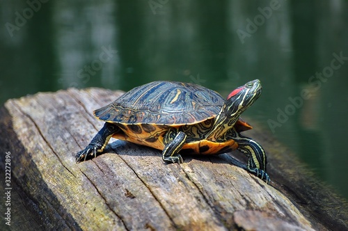 Closeup of a Florida red-bellied cooter on tree lumber surrounded by water under the sunlight photo