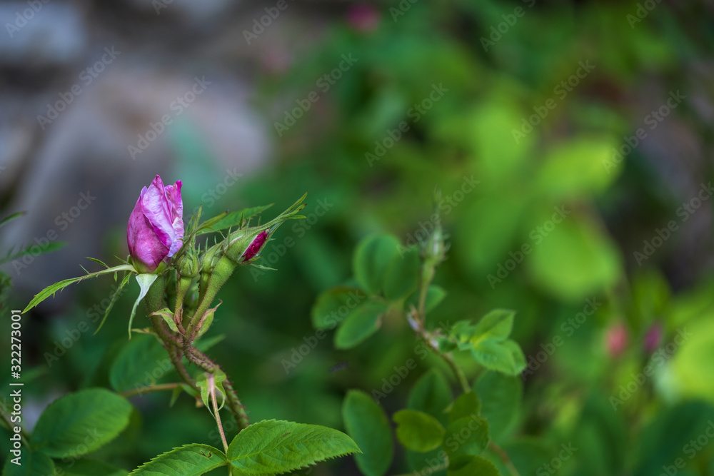Nahaufnahme einer aufblühenden Knospe einer pinkfarbenen Rose Nahaufnahme einer aufblühenden Knospe einer pinkfarbenen Rose