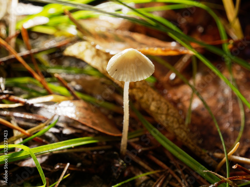 Little beautiful mushroom. Sunny day. Mycena Filopes.