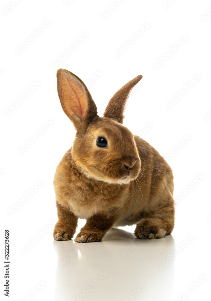 Obraz premium Baby of brown bunny rabbit isolated on white background.