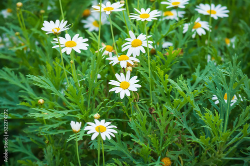 Daisy flower with green leaves