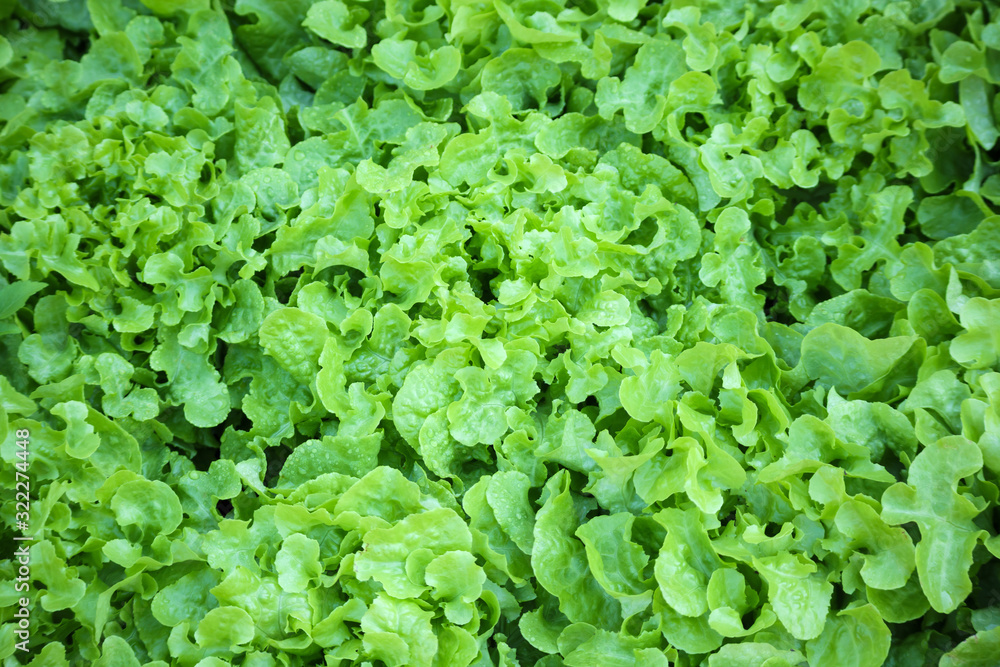 Fresh green Lettuce salad leaves background Fresh green Lettuce salad leaves background