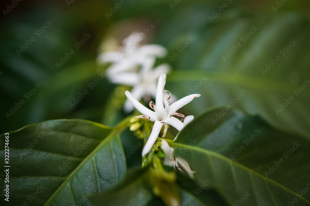 White flower in coffee tree close up