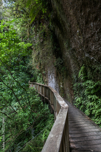 Mangapohue Natural Bridge Forest New Zealand. Walkway