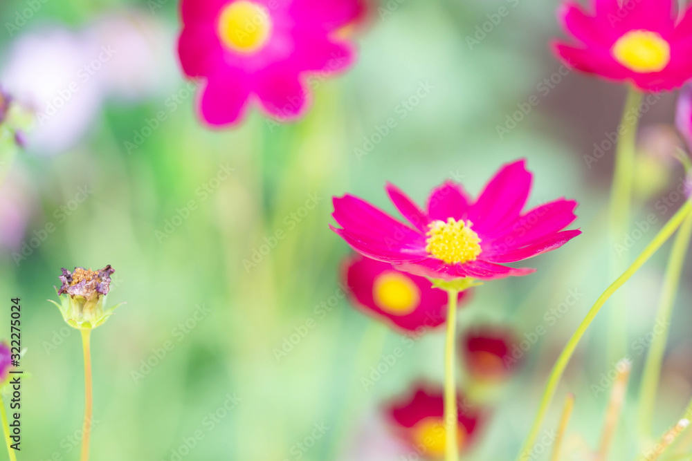 Closeup beautiful pink cosmos flower in the field with sunlight at morning, selective focus Closeup beautiful pink cosmos flower in the field with sunlight at morning, selective focus