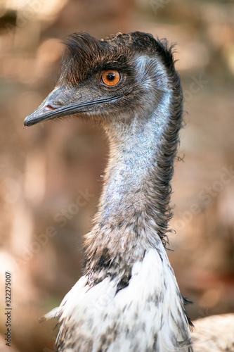 Australian Emu also known as Dromaius novaehollandiae photo