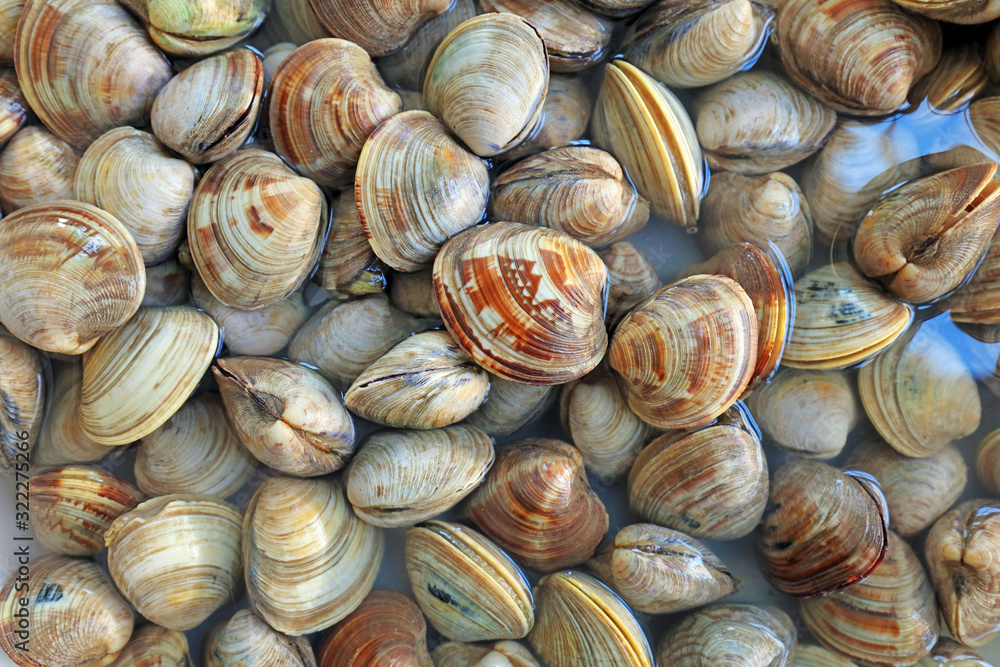 Shell seafood products piled up