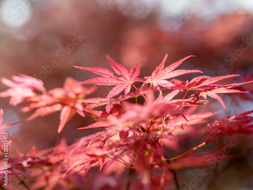 red japanese maple leaves on soft blurred red background photo