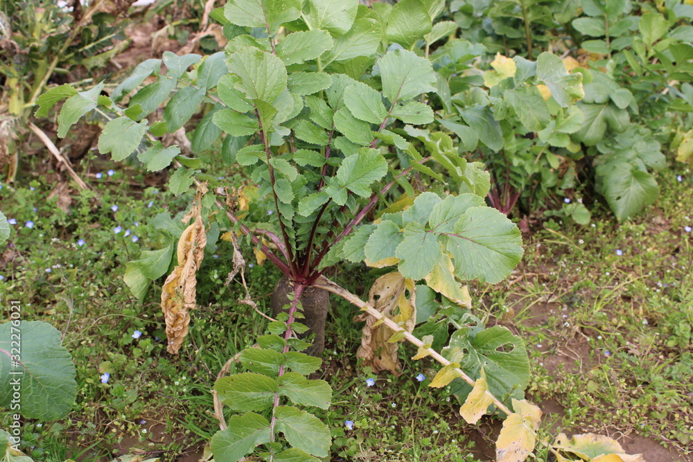 Obraz premium Betterave dans le jardin