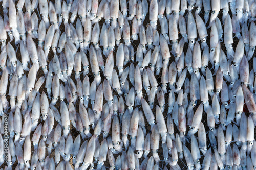 Fresh squids are dried in the sun on the island of Koh Phangan, Thailand