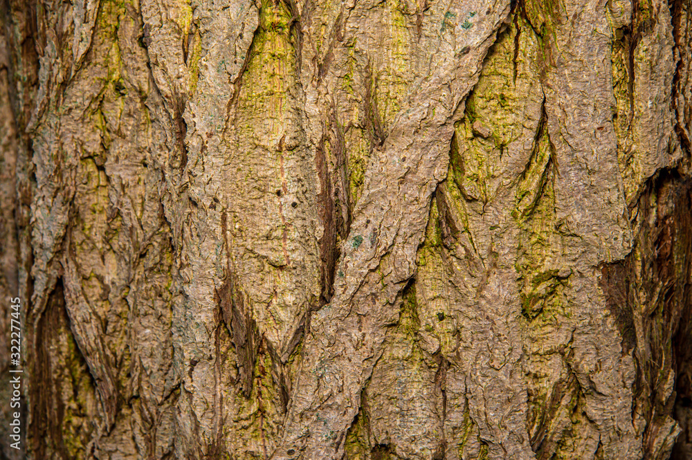 Fototapeta premium Background of a light brown tree bark.