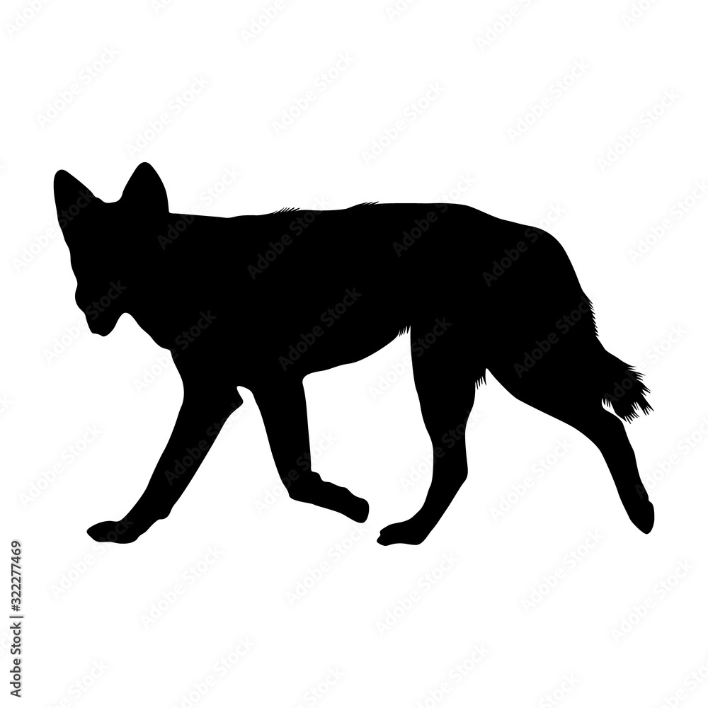 Dingo Dog (Canis Lupus Dingo) Silhouette Vector Found In South And East Asia