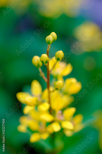 Wallpaper Mural Yellow flowers (Galphimia, Gold Shower) growing, green leaves, bush in park Torontodigital.ca
