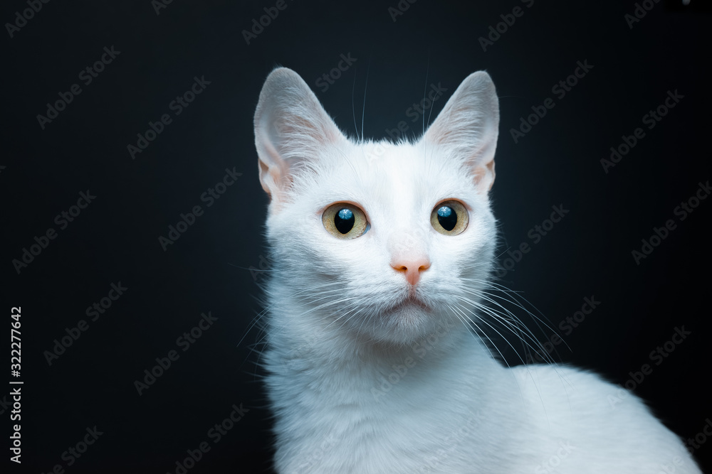 Portrait of a white cat with yellow eyes on a black background