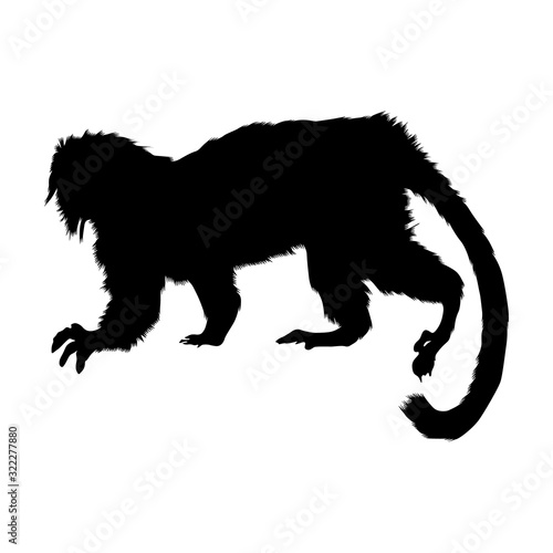 Cottontop Tamarin (Saguinus Oedipus) Silhouette Vector Found In Map Of South America