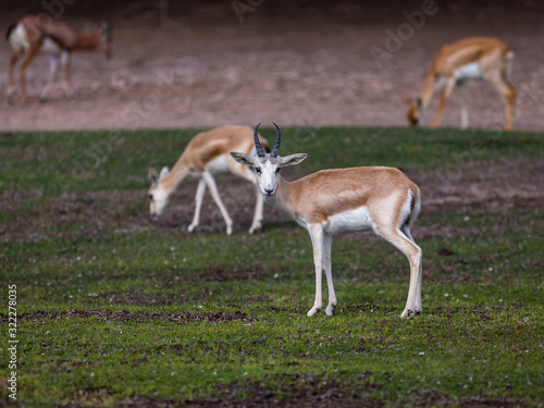 Group of a beautiful young sand gazelles (Gazella Marica) in the park, Arabian Peninsula.