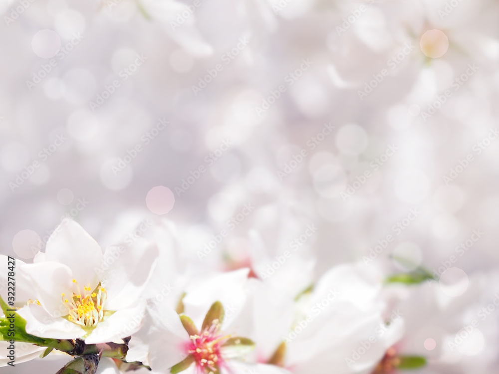 Defocus image with almond flowers