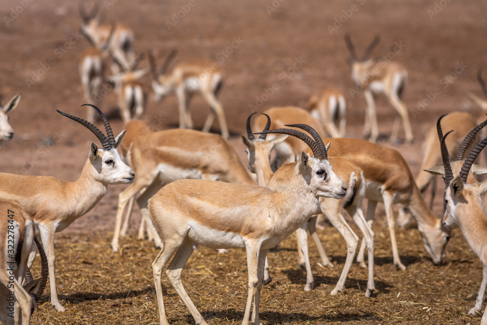 Group of a beautiful young sand gazelles (Gazella Marica) in the park, Arabian Peninsula. Group of a beautiful young sand gazelles (Gazella Marica) in the park, Arabian Peninsula.