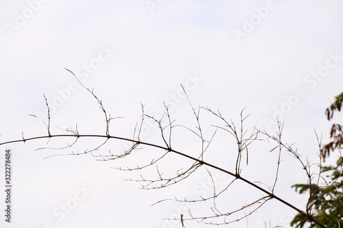 branches of tree