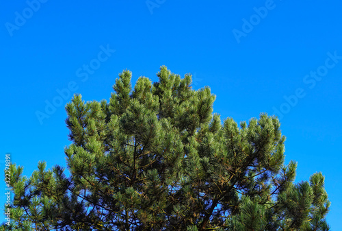 The crown of a coniferous tree against the sky.