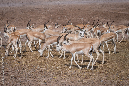 Group of a beautiful young sand gazelles (Gazella Marica) in the park, Arabian Peninsula.
