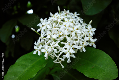 Beautiful blooming scented White jungle flame ,Fragrant Ixora ,White Siamese Ixora flower (Ixora finlaysoniana) in family Rubiaceae is small evergreen shrub use as ornamental plant in garden ,park photo