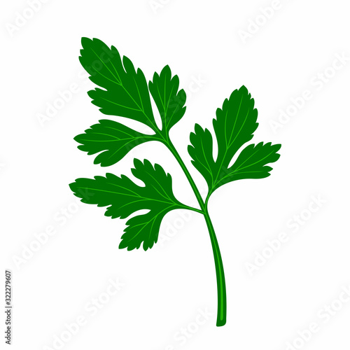 Leaf parsley in the style of flat.
