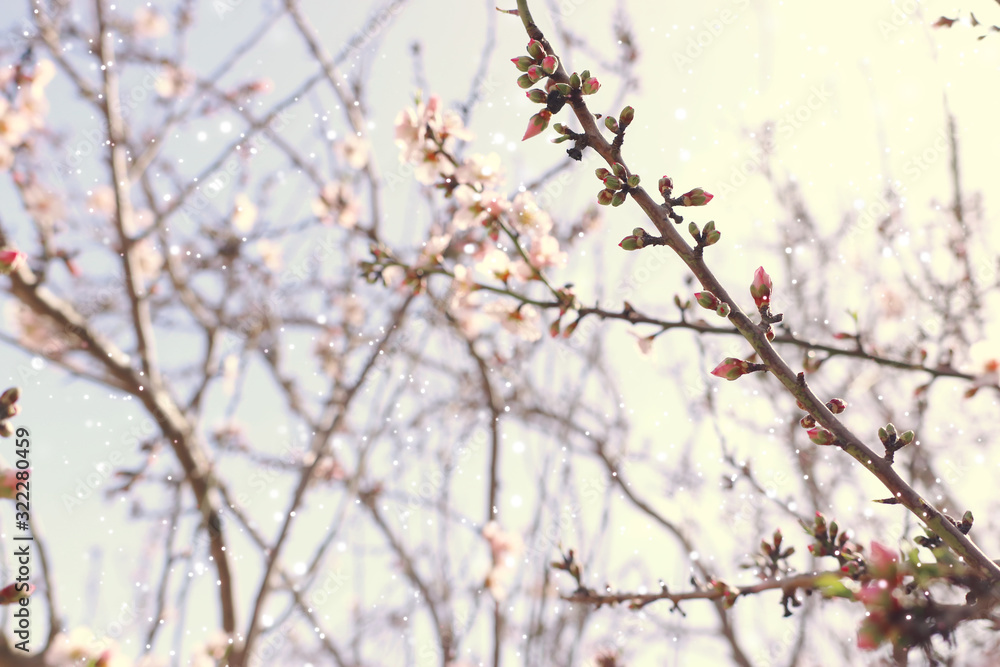 background of spring cherry blossoms tree. selective focus background of spring cherry blossoms tree. selective focus