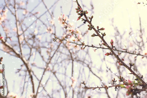 background of spring cherry blossoms tree. selective focus