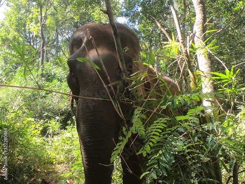 Elefant Mondulkiri Kambodscha Cambodia Elephant