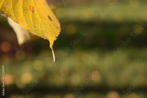 yellow leaf 