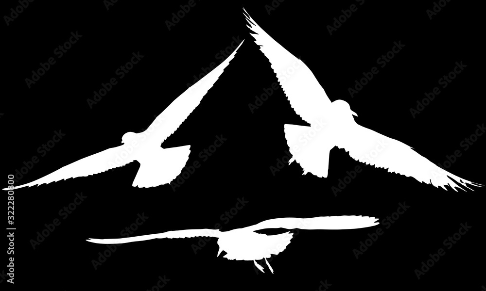 white group of three seagulls silhouettes white group of three seagulls silhouettes