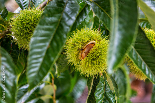 Harvesting Edible Chestnuts 