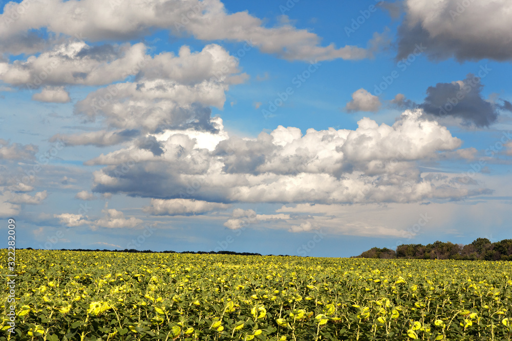 Field of blooming sunflowers turned for the sun Field of blooming sunflowers turned for the sun