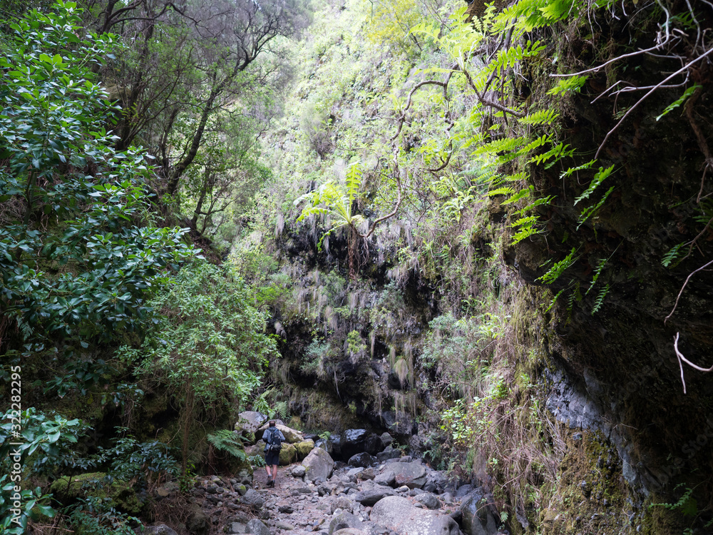 Man hiker at path at mysterious Laurel forest Laurisilva, lush subtropical rainforest at hiking trail Los Tilos, La Palma, Canary Islands, Spain Man hiker at path at mysterious Laurel forest Laurisilva, lush subtropical rainforest at hiking trail Los Tilos, La Palma, Canary Islands, Spain