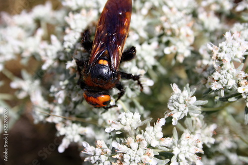 Giant scolia (Megascolia maculata) collects nectar from a wormwood flower