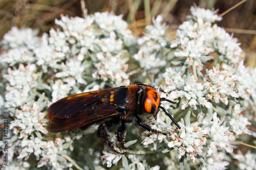 Giant scolia (Megascolia maculata) collects nectar from a wormwood flower