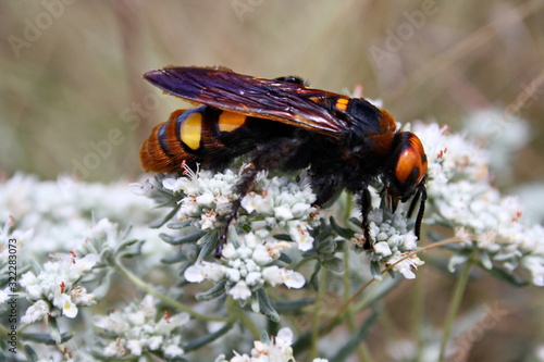 Giant scolia (Megascolia maculata) collects nectar from a wormwood flower