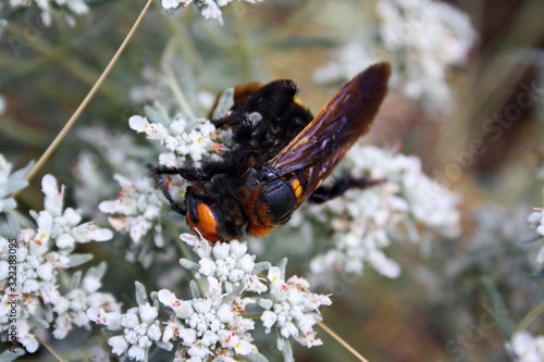 Giant scolia (Megascolia maculata) collects nectar from a wormwood flower