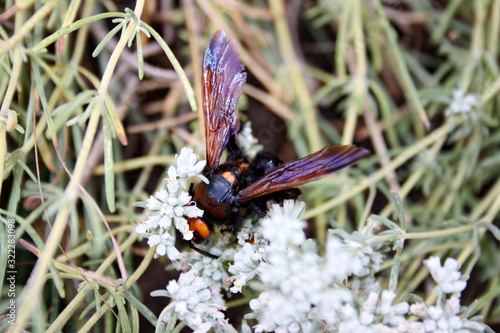 Giant scolia (Megascolia maculata) collects nectar from a wormwood flower