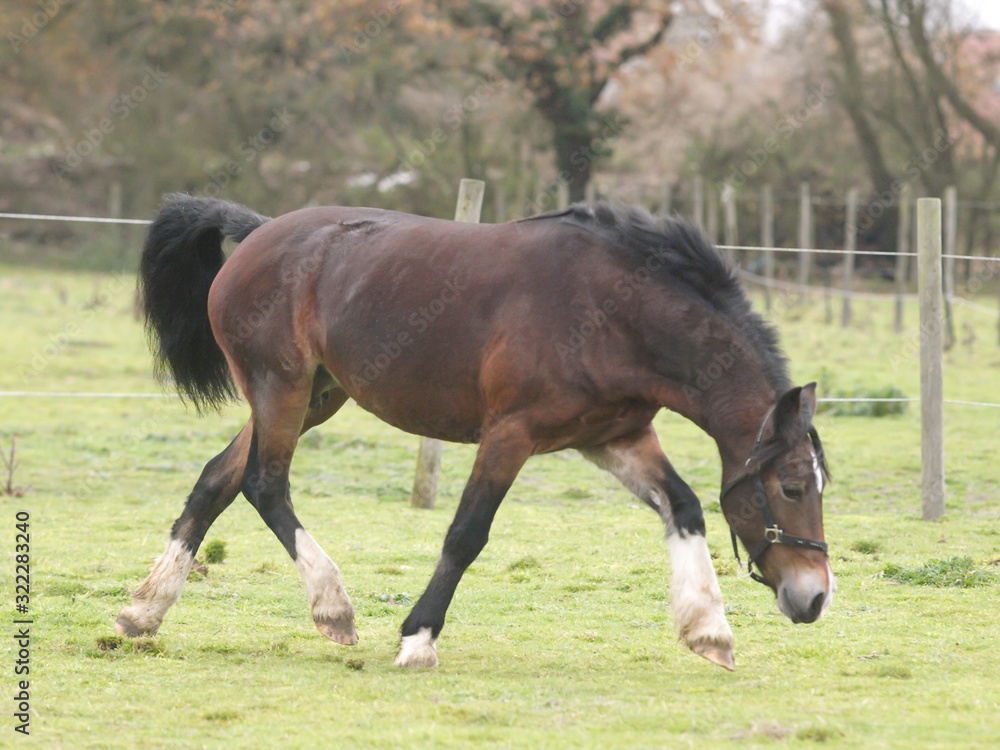 Fototapeta premium Young Bay Horse