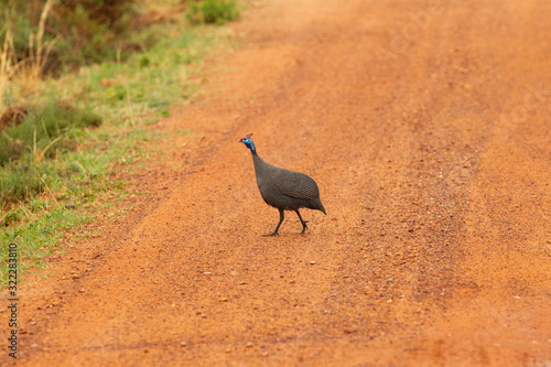 Konstfotografi Helmeted guineafowl in the bushes of South Africa