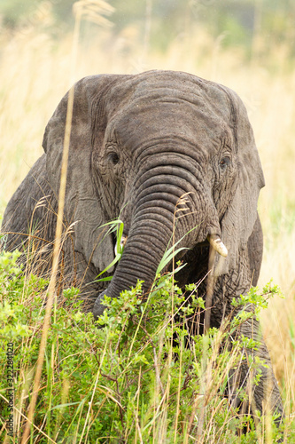 Elephant in the bushes in South Africa